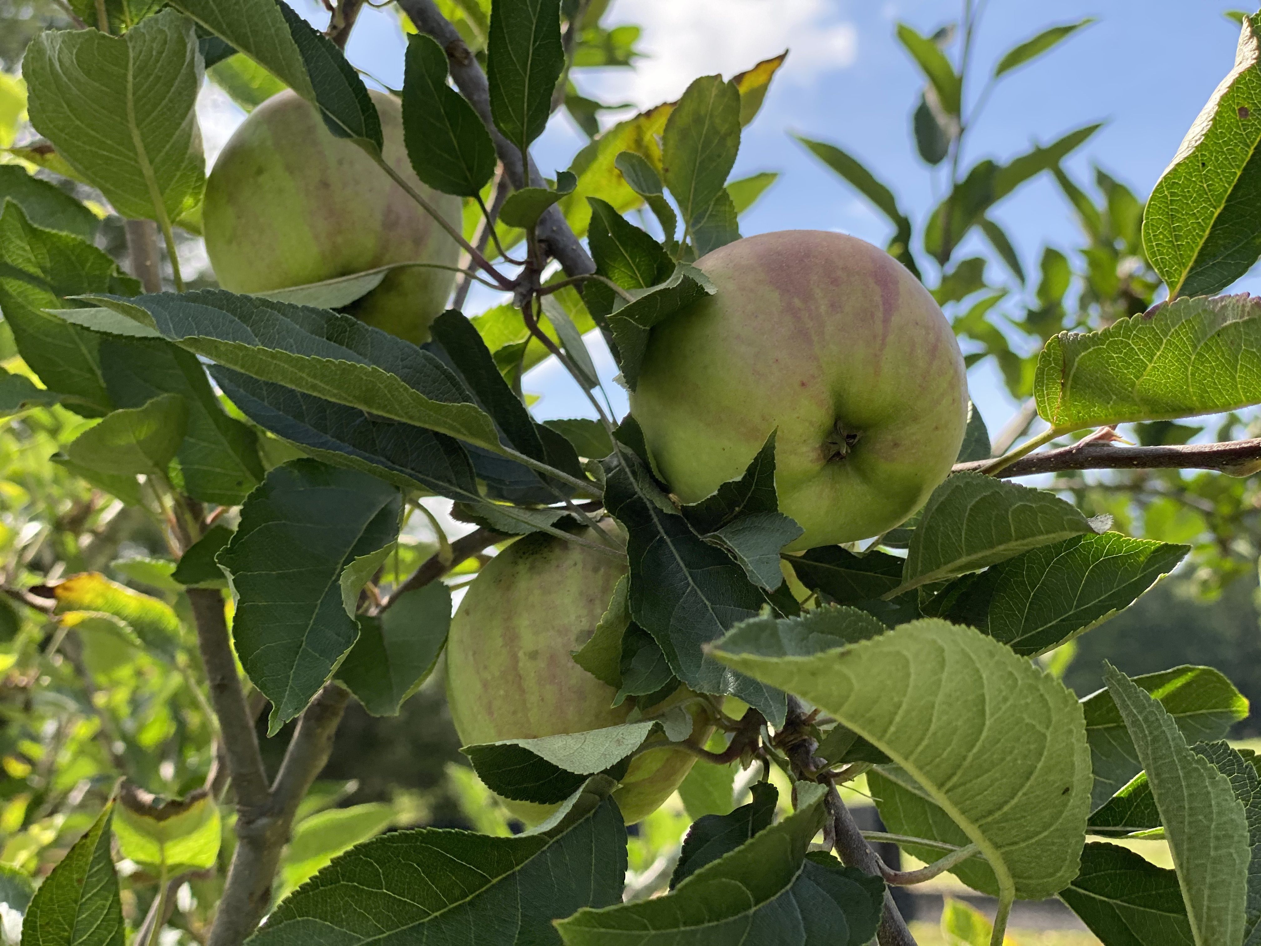 🍎 Apple