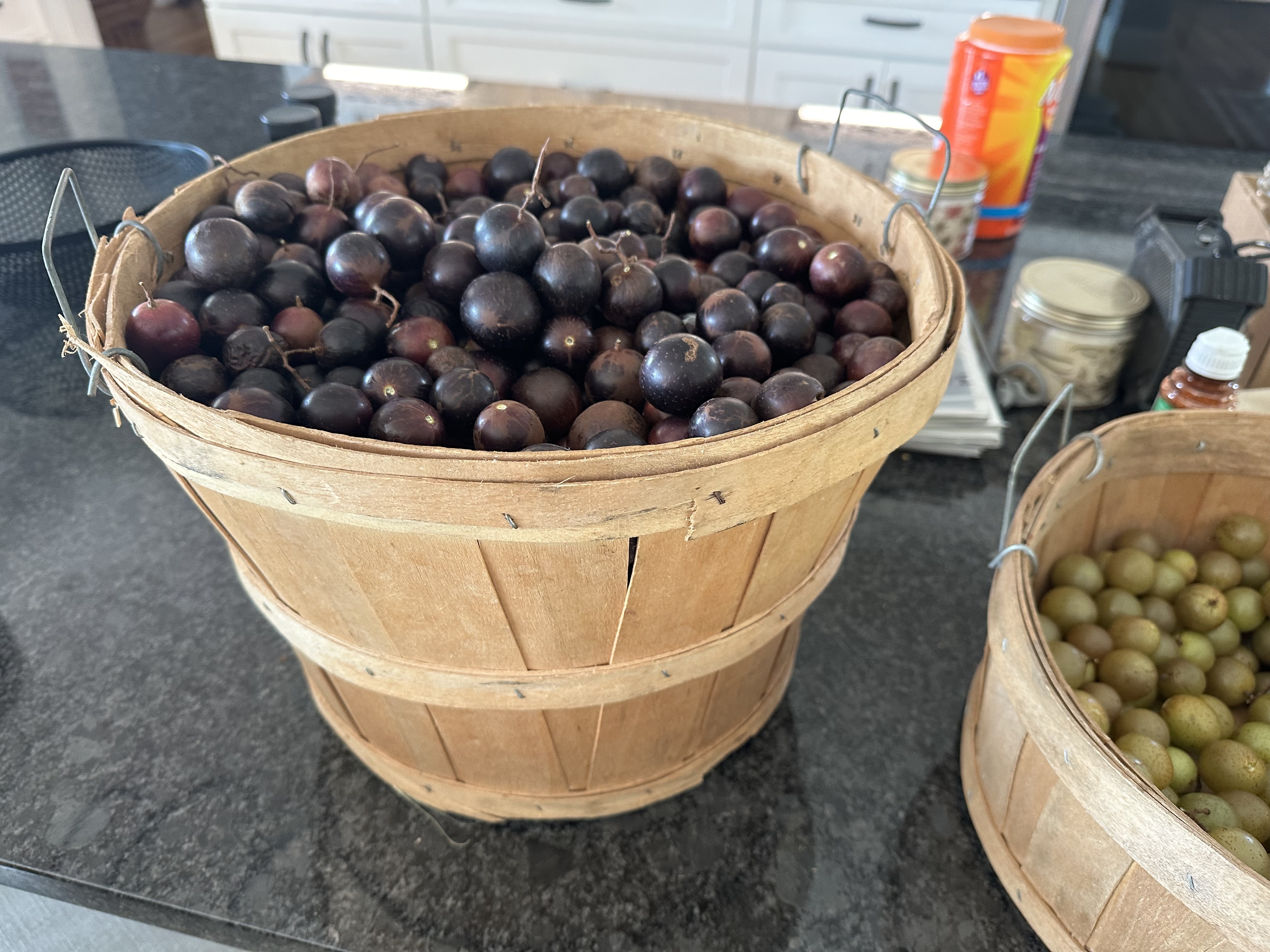 🍇 Muscadine