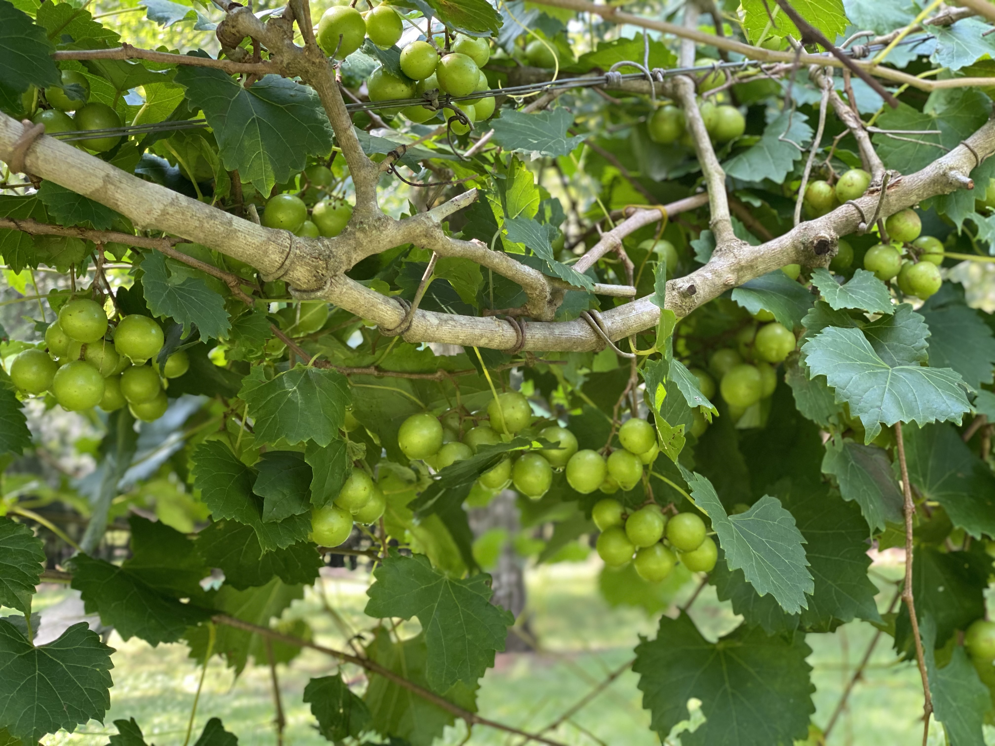 🍇 Scuppernong