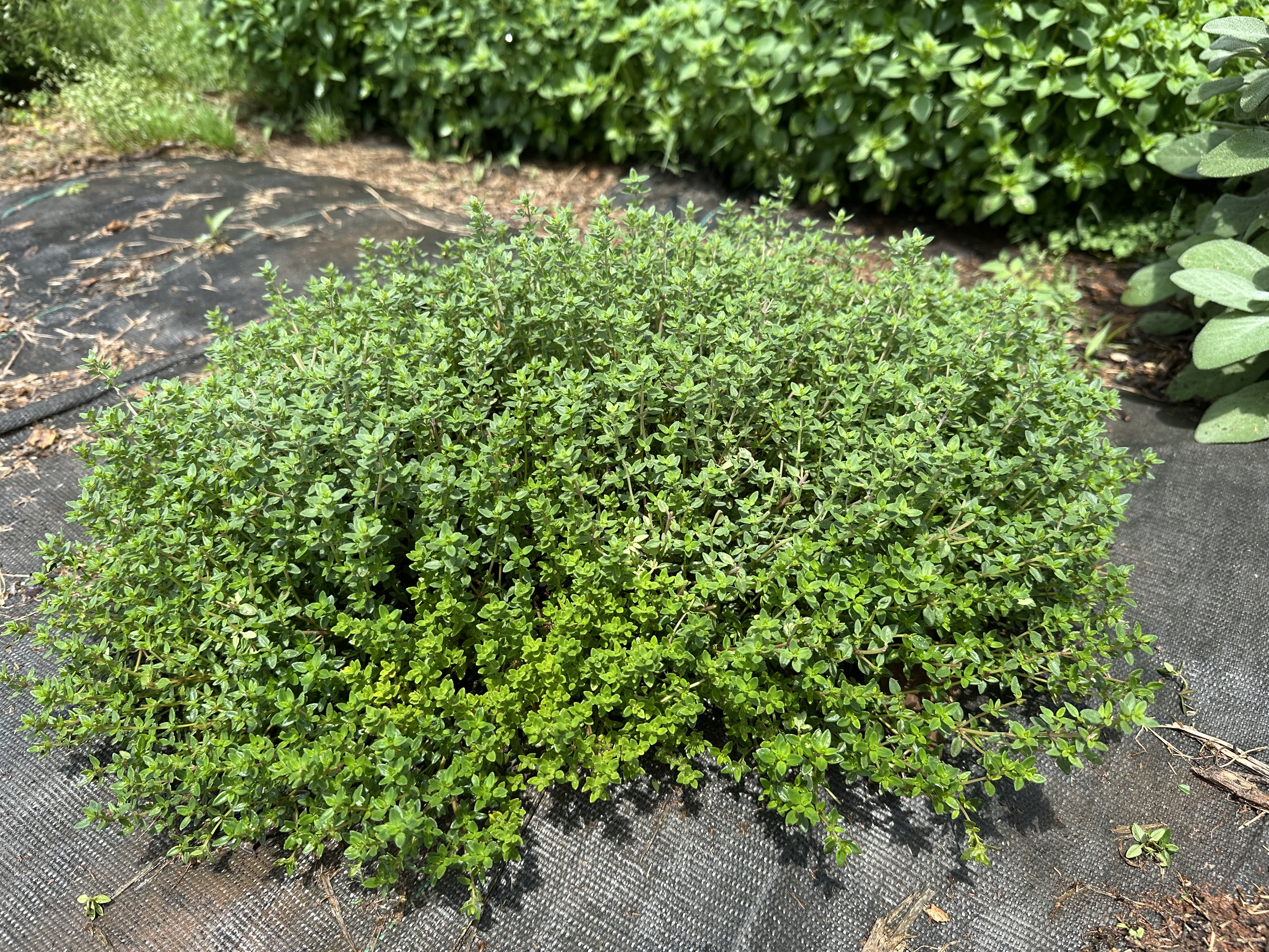 🌿 Thyme