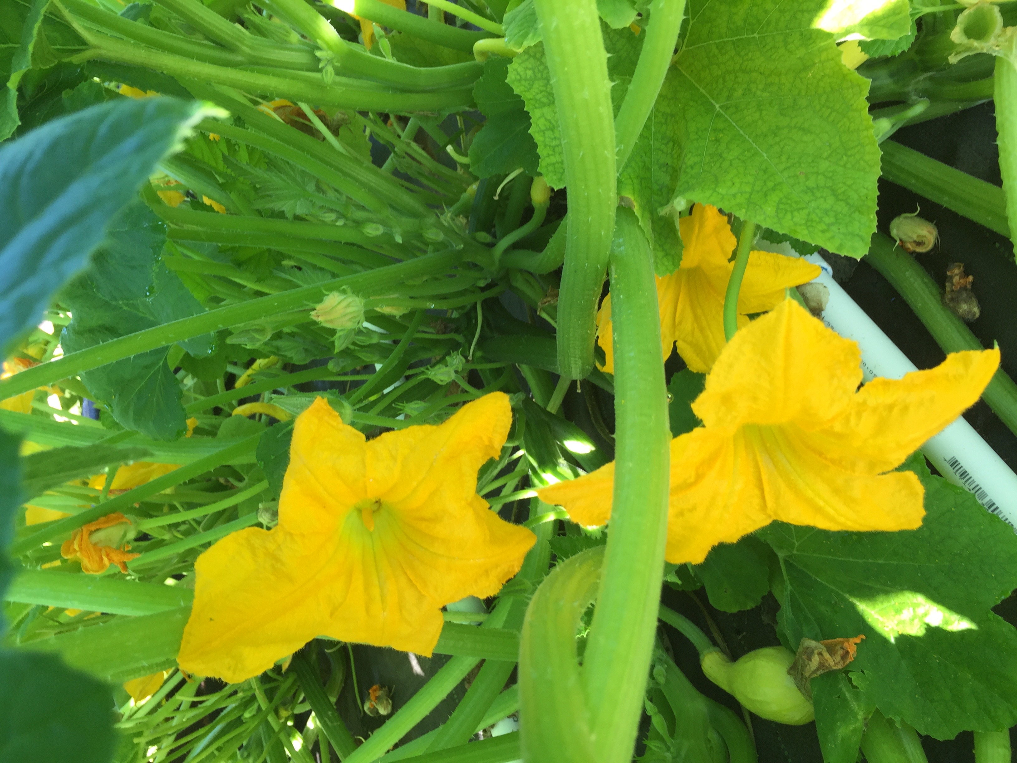 🌱 Squash