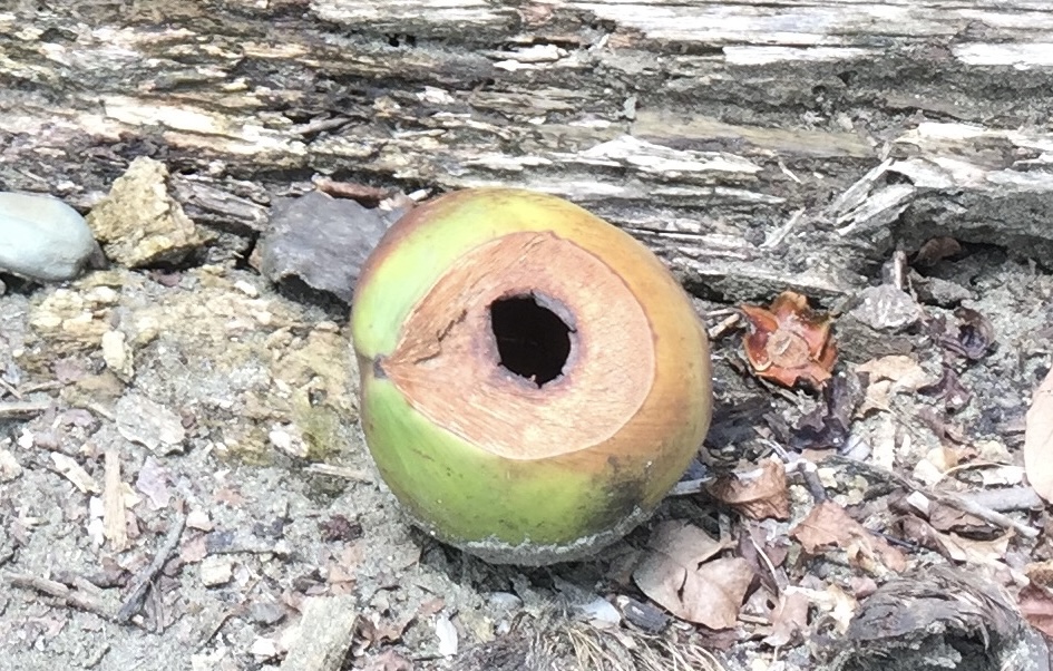 Pango-Bongo coconut and driftwood