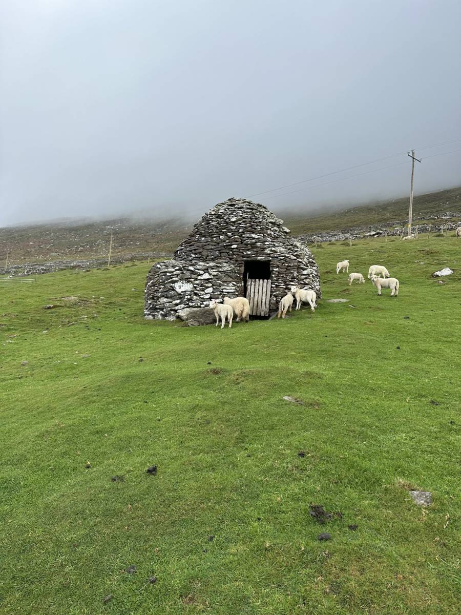 Bee Hive Huts and sheep go together