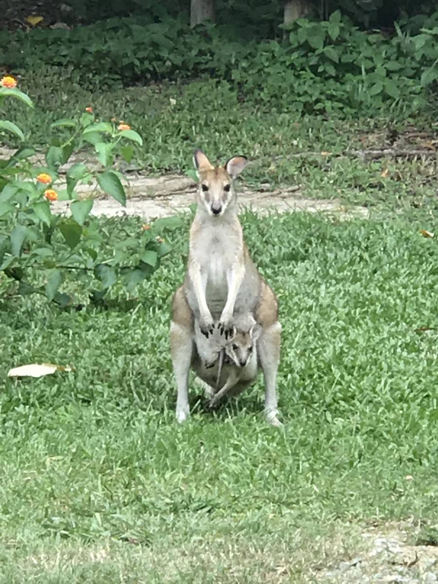 Thala Beach Reserve Port Douglas Australia