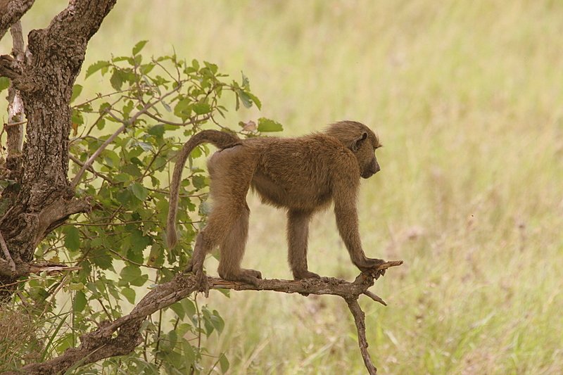 Lake Manyara