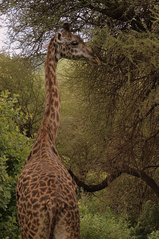 Lake Manyara