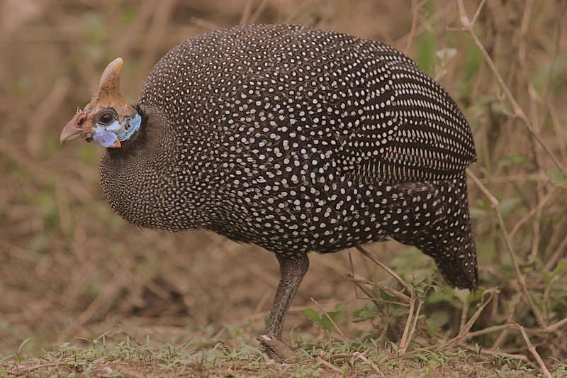 Lake Nakuru