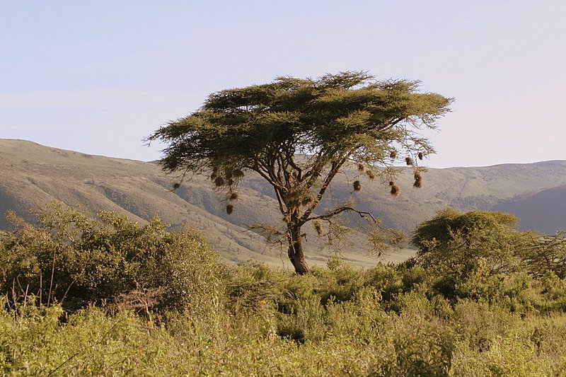 Ngorongoro Crater