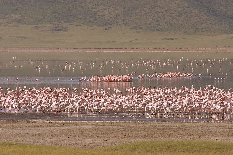 Ngorongoro Crater