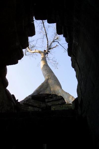 Ta Prohm Cambodia