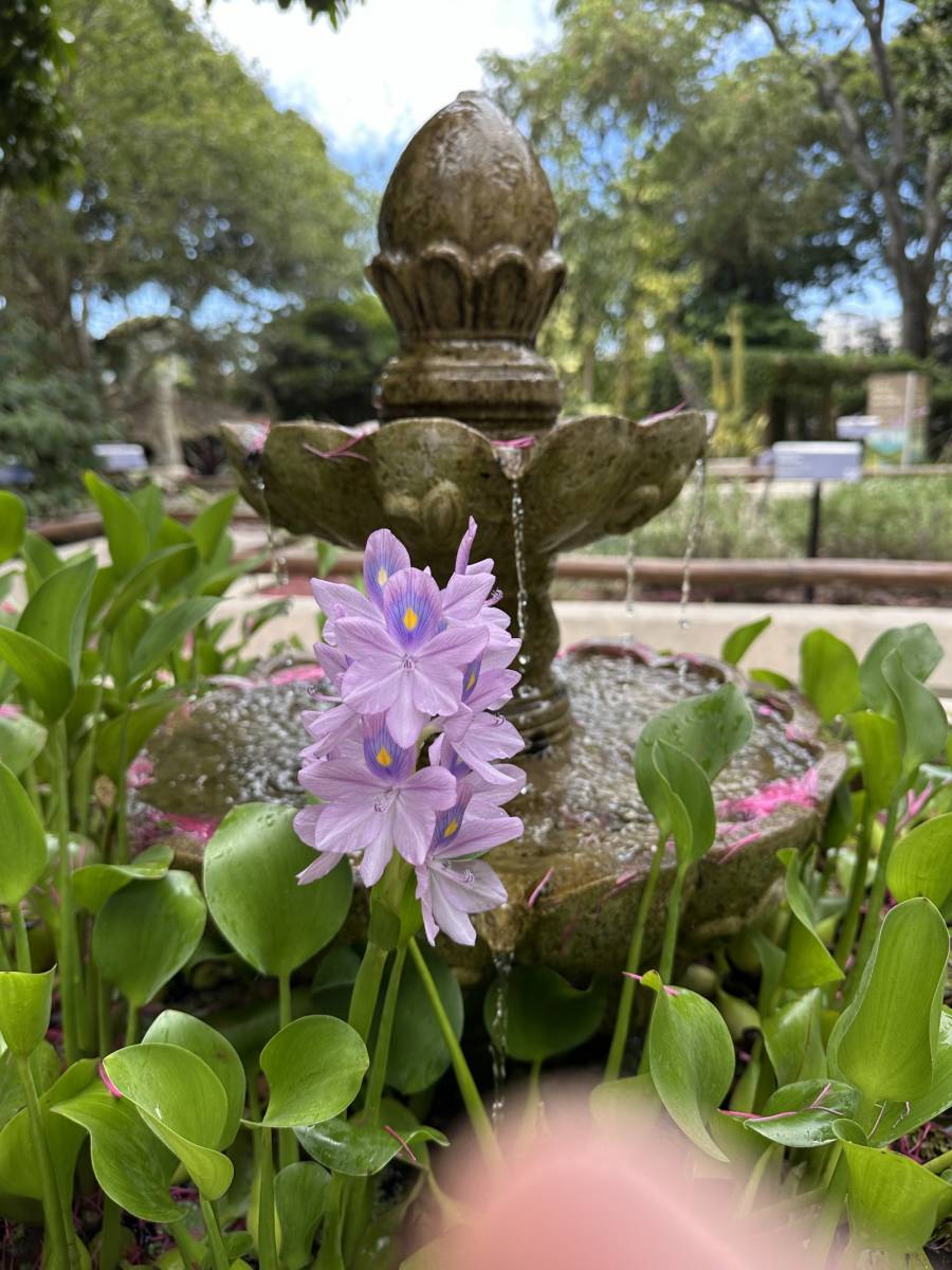Rio de Janeiro Botanical Gardens