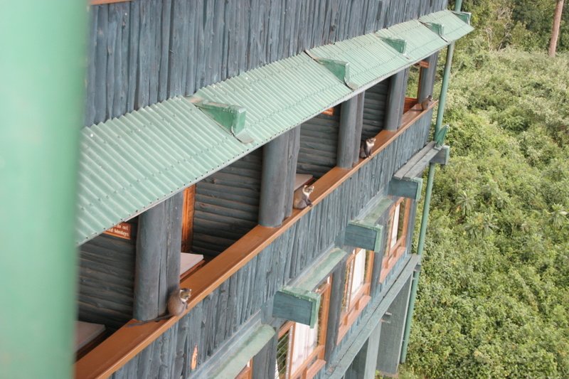 Serena Mountain Lodger - Kenya