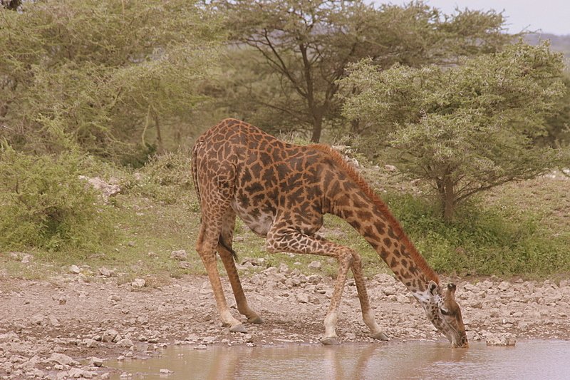 Serengeti