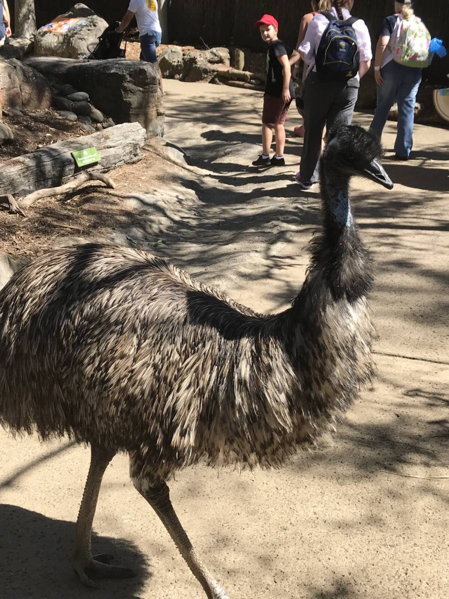 Taronga Zoo 