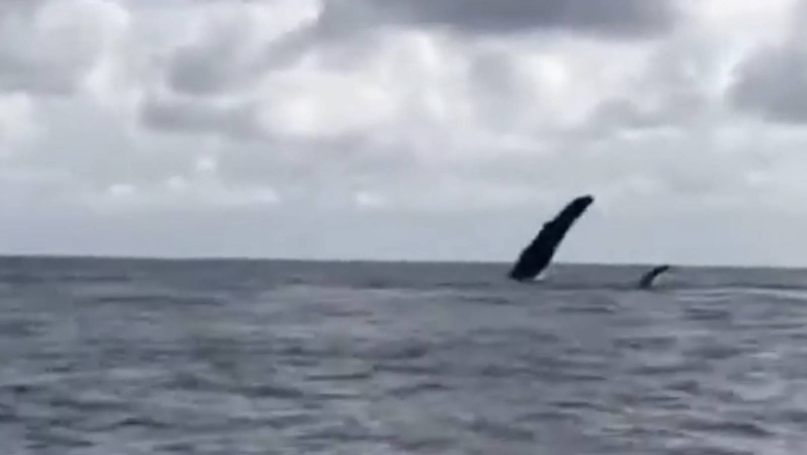 Uvita Costa Rica - Whale Watching