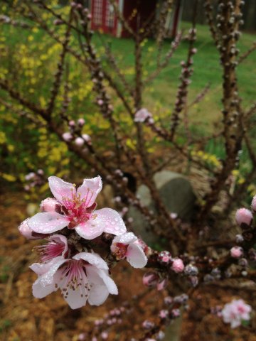 Peachtree Blossom