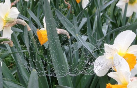 Springtime Flowers