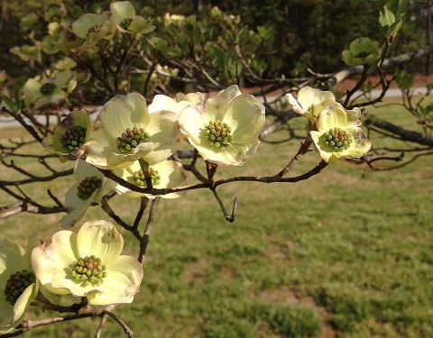 Dogwood