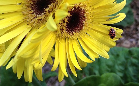 Gerber Daisy with Ladybug