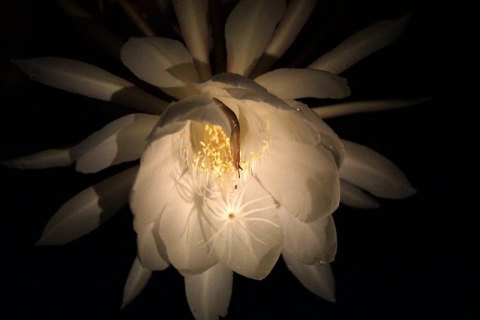 Night Blooming Cereus
